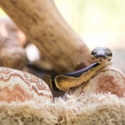 Galapagos Natural Terrarium Stones, 4-lb Bag -Pet Supplies Store 257659 PT3. AC SS1800 V1684411077