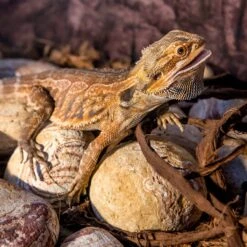 Galapagos Natural Terrarium Stones, 4-lb Bag -Pet Supplies Store 257659 PT4. AC SS1800 V1684410006