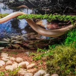 Galapagos Mossy Sticks, Fresh Green, 6 Count -Pet Supplies Store 257713 PT3. AC SS1800 V1684411890