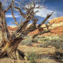 Galapagos Terrarium Background 11 Galapagos Terrarium Background -Pet Supplies Store 257727 PT3. AC SS1800 V1684406360