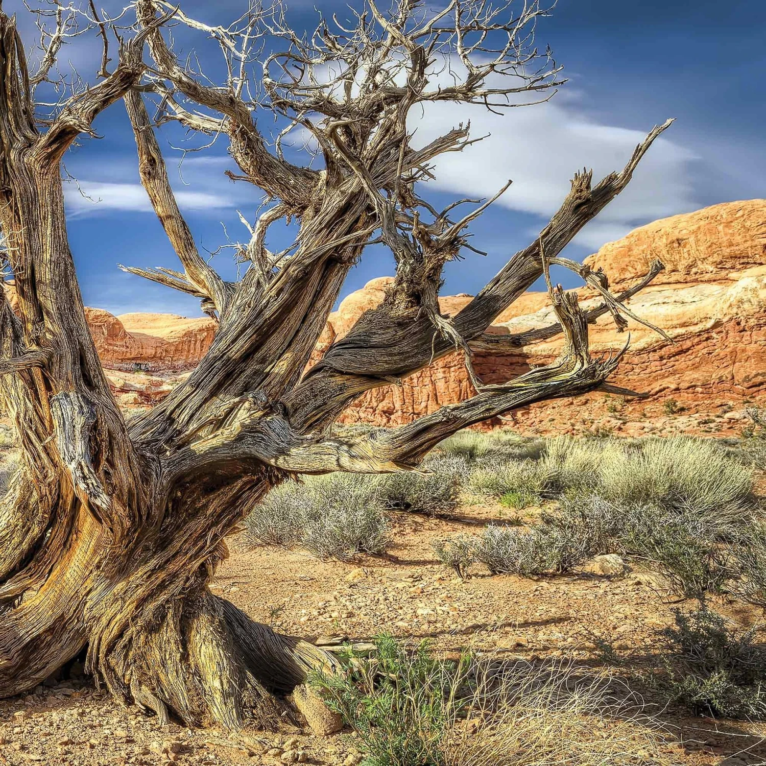 Galapagos Terrarium Background 6 Galapagos Terrarium Background - Image 4