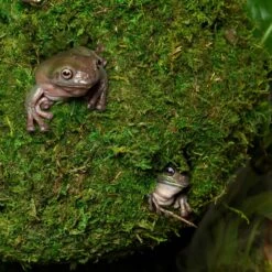 Galapagos Mossy Cave Reptile & Amphibian Terrarium Accessory, Fresh Green -Pet Supplies Store 257732 PT2. AC SS1800 V1684408598