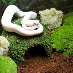 Galapagos Mossy Dome Reptile & Amphibian Terrarium Accessory, Fresh Green -Pet Supplies Store 257740 PT2. AC SS1800 V1684406331