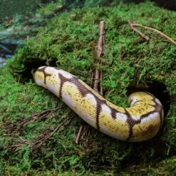 Galapagos Sapa Corner Hideout Reptile Terrarium Accessory, Fresh Green -Pet Supplies Store 257742 PT3. AC SS1800 V1684413912