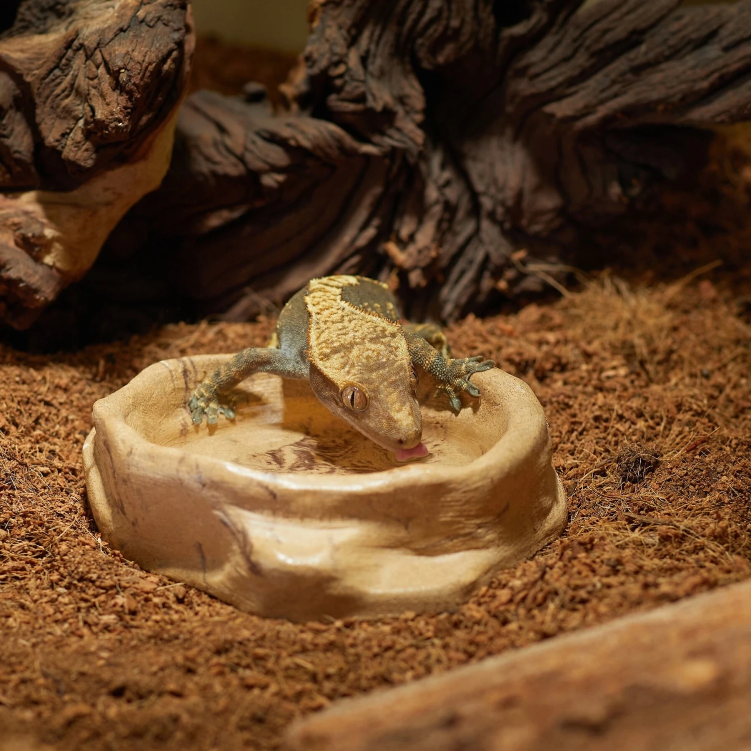 CC Pet Mini Reptile Soaking Bowl 5 CC Pet Mini Reptile Soaking Bowl - Image 3