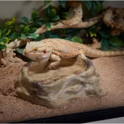 CC Pet Reptile Soaking Bowl -Pet Supplies Store 269287 PT3. AC SS1800 V1627417196