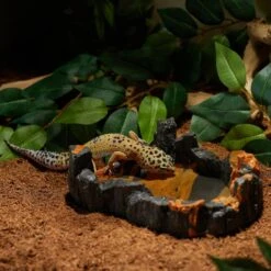 CC Pet Petrified Wood Reptile Bowl -Pet Supplies Store 269297 PT3. AC SS1800 V1627417135