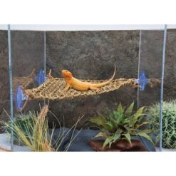 Penn-Plax Reptology Lizard Lounger Bundle, 3 Piece 11 Penn-Plax Reptology Lizard Lounger Bundle, 3 Piece -Pet Supplies Store 279831 PT3. AC SS1800 V1644021798