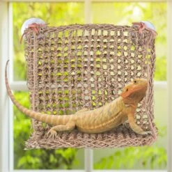Penn-Plax Reptology Lizard Lounger Bundle, 3 Piece 15 Penn-Plax Reptology Lizard Lounger Bundle, 3 Piece -Pet Supplies Store 279831 PT7. AC SS1800 V1644016001