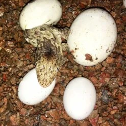 Exoticare Premium Egg Incubation Reptile Bedding, Medium, 5-lb Bag -Pet Supplies Store 282294 PT3. AC SS1800 V1617660152