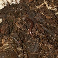 Exoticare Premium Bioactive Reptile Substrate, 2-lb Bag -Pet Supplies Store 282299 PT2. AC SS1800 V1617658900