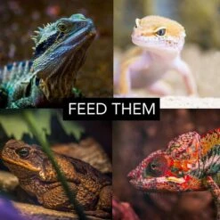 G&T Country Living LLC Cricket & Dubia Roach Chow Watergel Crystals Reptile Food -Pet Supplies Store 289992 PT4. AC SS1800 V1619044704