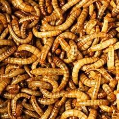 Uncle Jim's Worm Farm Live Mealworms Reptile & Fish Food 11 Uncle Jim's Worm Farm Live Mealworms Reptile & Fish Food -Pet Supplies Store 291263 PT3. AC SS1800 V1619857954