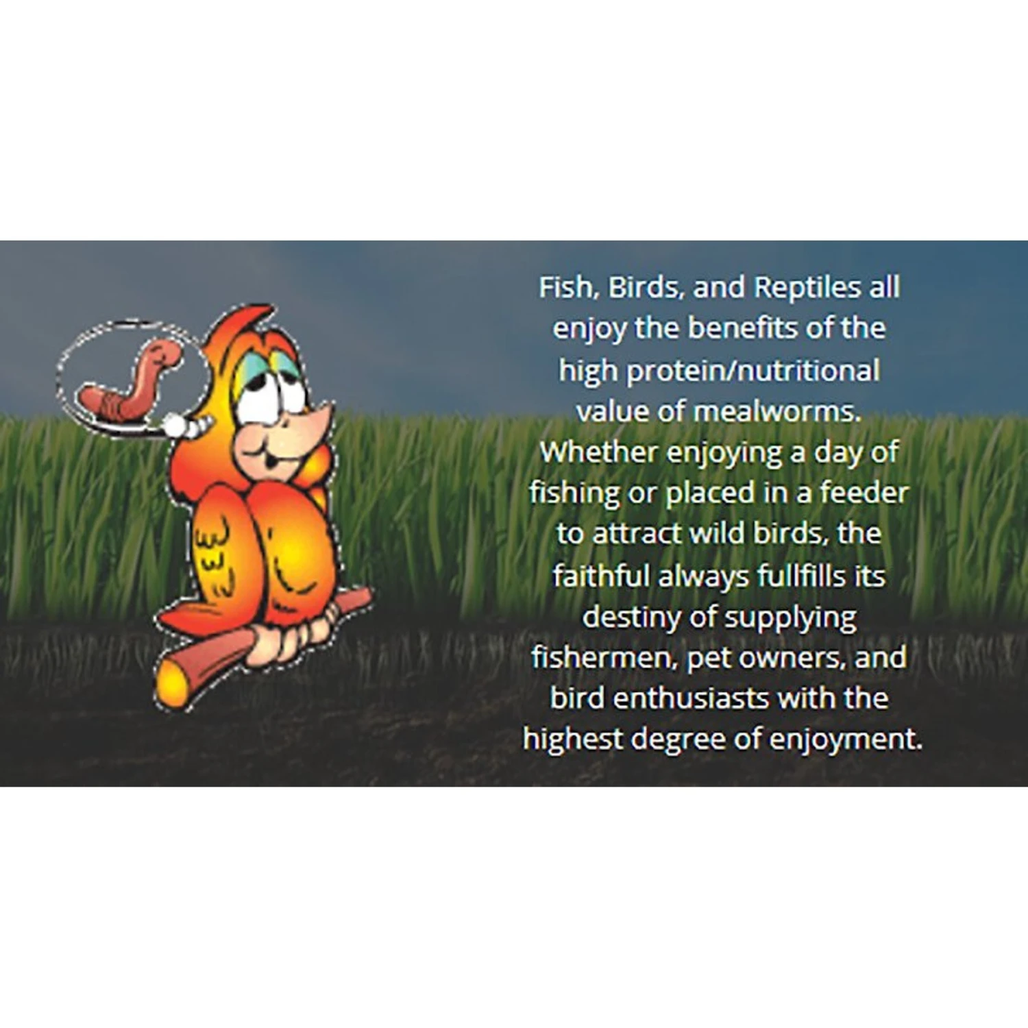 Uncle Jim's Worm Farm Live Mealworms Reptile & Fish Food 7 Uncle Jim's Worm Farm Live Mealworms Reptile & Fish Food - Image 5