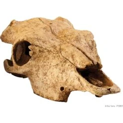 Exo Terra Buffalo Skull Terrarium Décor