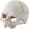 Exo Terra Primate Skull Reptile Hideout -Pet Supplies Store 307787 MAIN. AC SS1800 V1624486373
