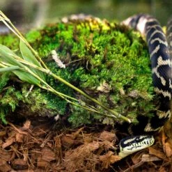 Galapagos Tropicoco Husk Coconut Reptile Bedding, 8-qt Bag 11 Galapagos Tropicoco Husk Coconut Reptile Bedding, 8-qt Bag -Pet Supplies Store 310201 PT3. AC SS1800 V1684411892