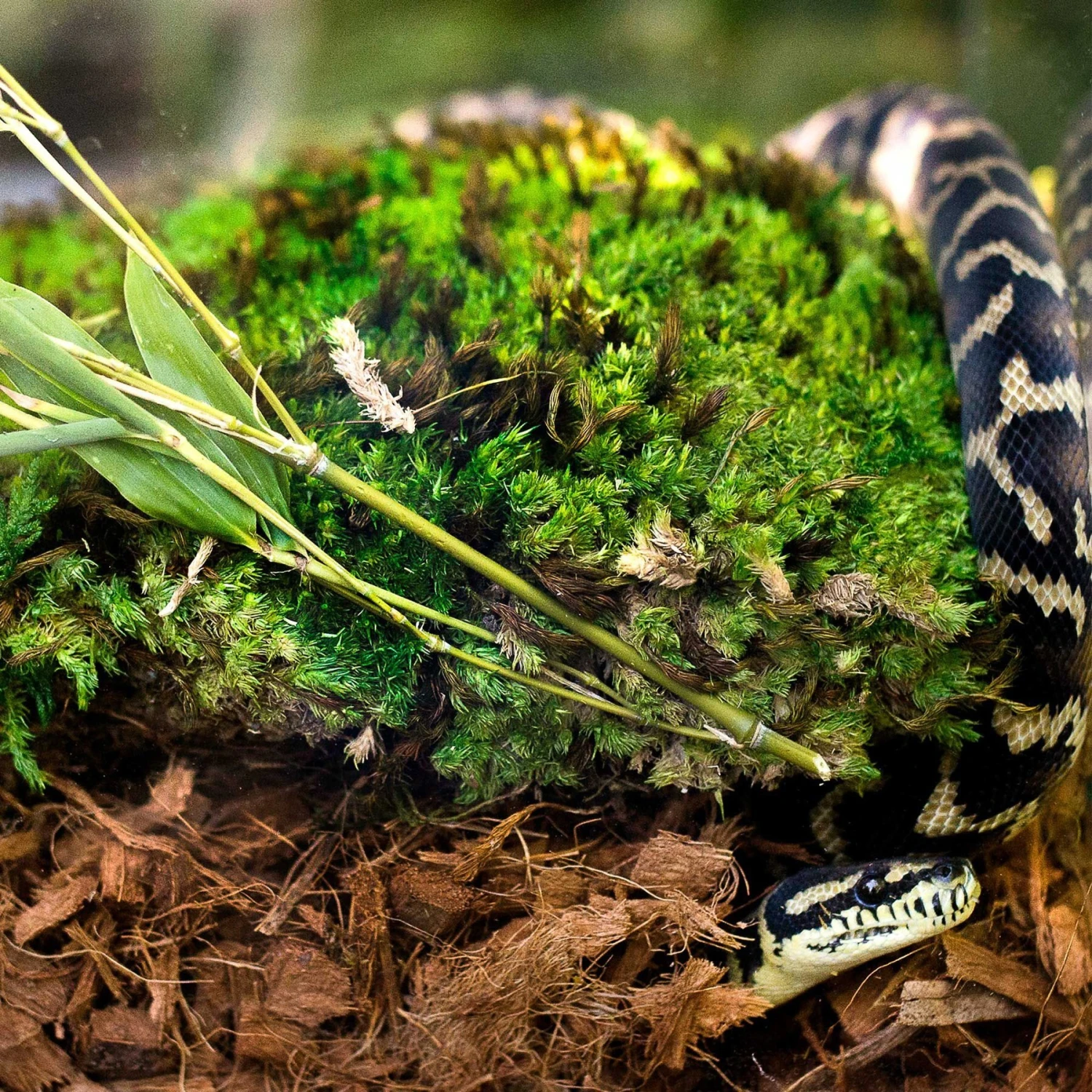 Galapagos Tropicoco Husk Coconut Reptile Bedding, 8-qt Bag 6 Galapagos Tropicoco Husk Coconut Reptile Bedding, 8-qt Bag - Image 4