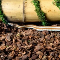 Galapagos Jurassic Fir Bark Reptile Bedding 12 Galapagos Jurassic Fir Bark Reptile Bedding -Pet Supplies Store 310203 PT4. AC SS1800 V1684419480