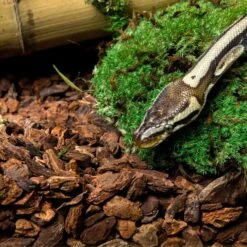 Galapagos Jurassic Fir Bark Reptile Bedding 13 Galapagos Jurassic Fir Bark Reptile Bedding -Pet Supplies Store 310203 PT5. AC SS1800 V1684417484