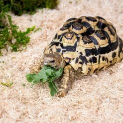 Galapagos Aspen Digs Natural Aspen Reptile Bedding, 24-qt Bag -Pet Supplies Store 310210 PT2. AC SS1800 V1684408598