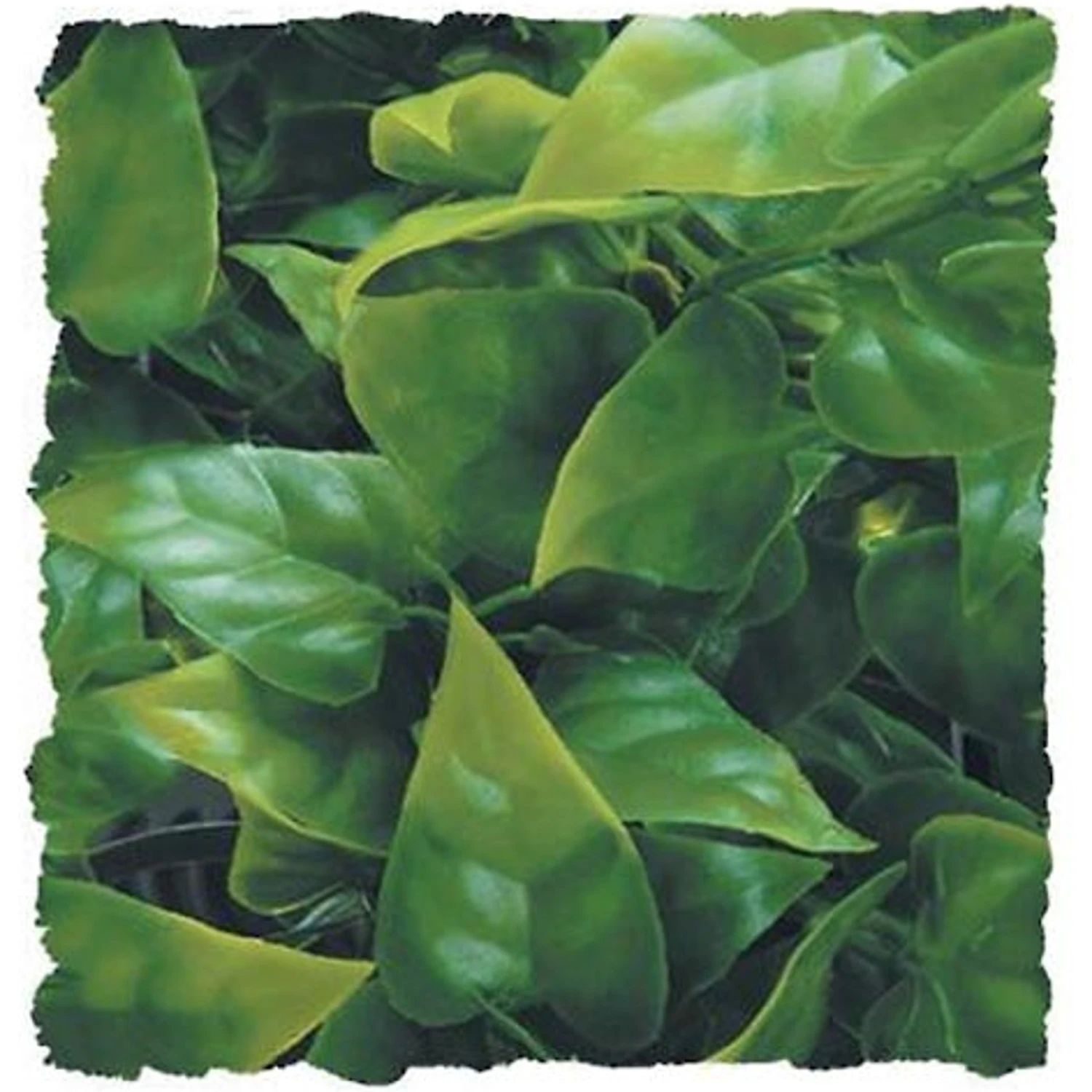 Zoo Med Mexican Phyllo Artificial Plant 3 Zoo Med Mexican Phyllo Artificial Plant