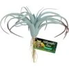 Zoo Med Naturalistic Flora Tillandsia Air Artificial Plant