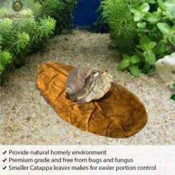 SunGrow Hermit Crab & Snail Catappa Leaves, Dried Treat & Mineral Supplement, 10 Count -Pet Supplies Store 326835 PT2. AC SS1800 V1630679555
