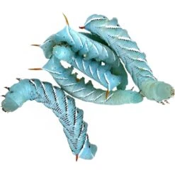 Symton Hornworms Reptile Food, 12 Count -Pet Supplies Store 327713 PT2. AC SS1800 V1632414979