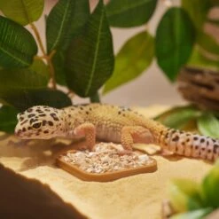 Stroodies Leopard Geckos LitterBox
