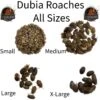 ABDragons Medium Dubia Roaches Small Pet & Reptile Food 1 ABDragons Medium Dubia Roaches Small Pet & Reptile Food -Pet Supplies Store 328382 MAIN. AC SS1800 V1677261881