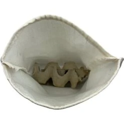 ABDragons Medium Dubia Roaches Small Pet & Reptile Food -Pet Supplies Store 328382 PT7. AC SS1800 V1634770021