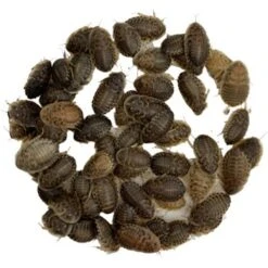 ABDragons Medium Dubia Roaches Small Pet & Reptile Food -Pet Supplies Store 328382 PT8. AC SS1800 V1677262852