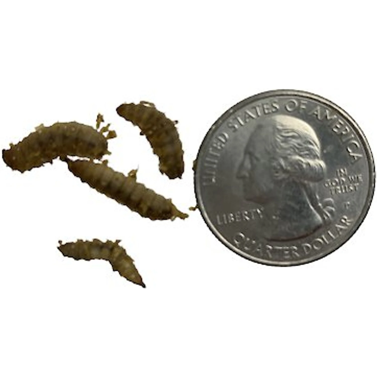 ABDragons Live Phoenix Worms Reptile, Bird, Fish & Small Pet Food 4 ABDragons Live Phoenix Worms Reptile, Bird, Fish & Small Pet Food - Image 2