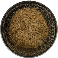 ABDragons Live Phoenix Worms Reptile, Bird, Fish & Small Pet Food 8 ABDragons Live Phoenix Worms Reptile, Bird, Fish & Small Pet Food -Pet Supplies Store 328402 PT3. AC SS1800 V1632182769