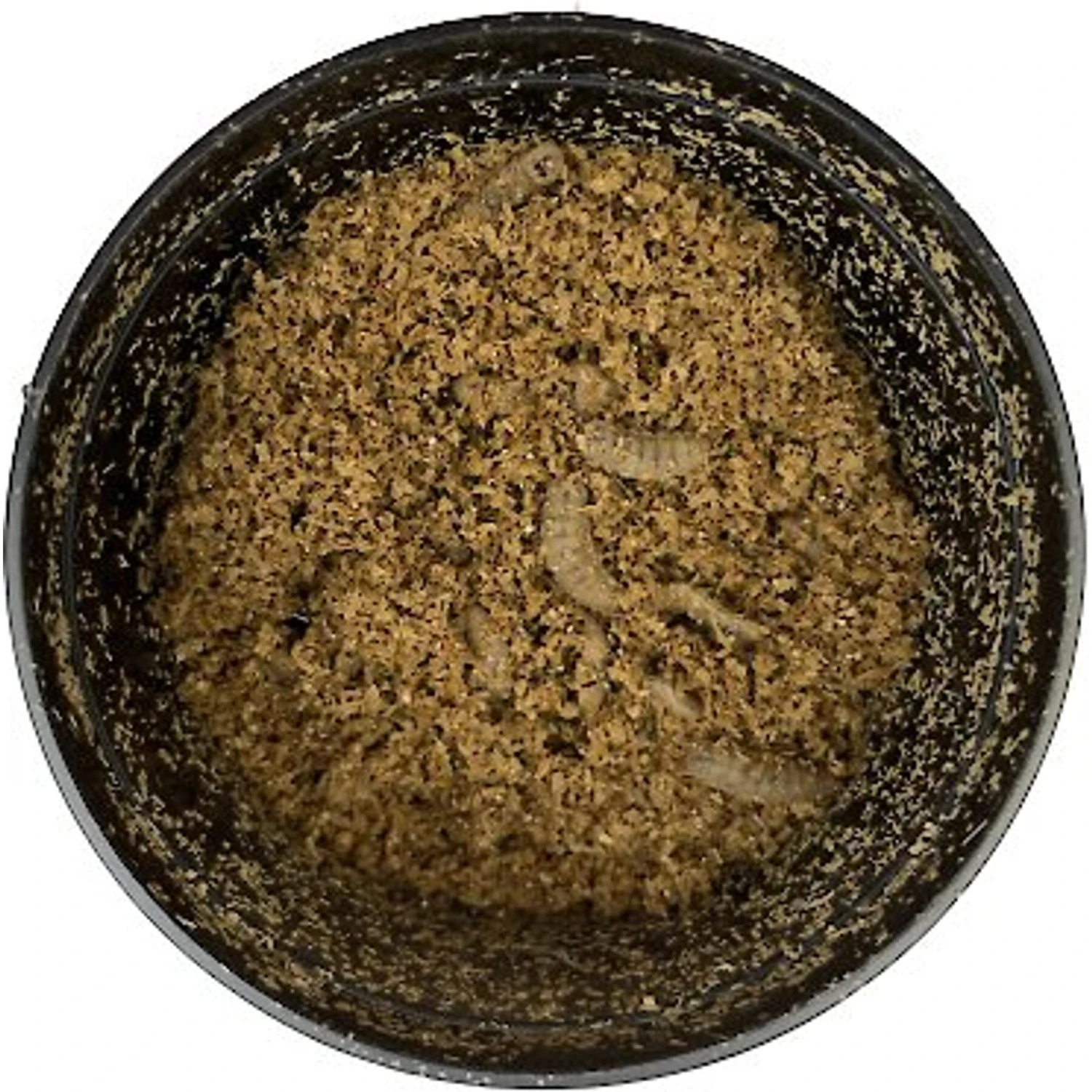 ABDragons Live Phoenix Worms Reptile, Bird, Fish & Small Pet Food 5 ABDragons Live Phoenix Worms Reptile, Bird, Fish & Small Pet Food - Image 3