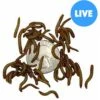 ABDragons Live Mealworms Reptile, Bird, Fish & Small Pet Food 2 ABDragons Live Mealworms Reptile, Bird, Fish & Small Pet Food -Pet Supplies Store 328418 MAIN. AC SS1800 V1677251991