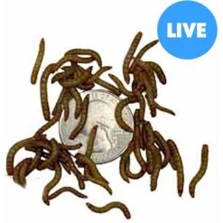 ABDragons Live Mealworms Reptile, Bird, Fish & Small Pet Food