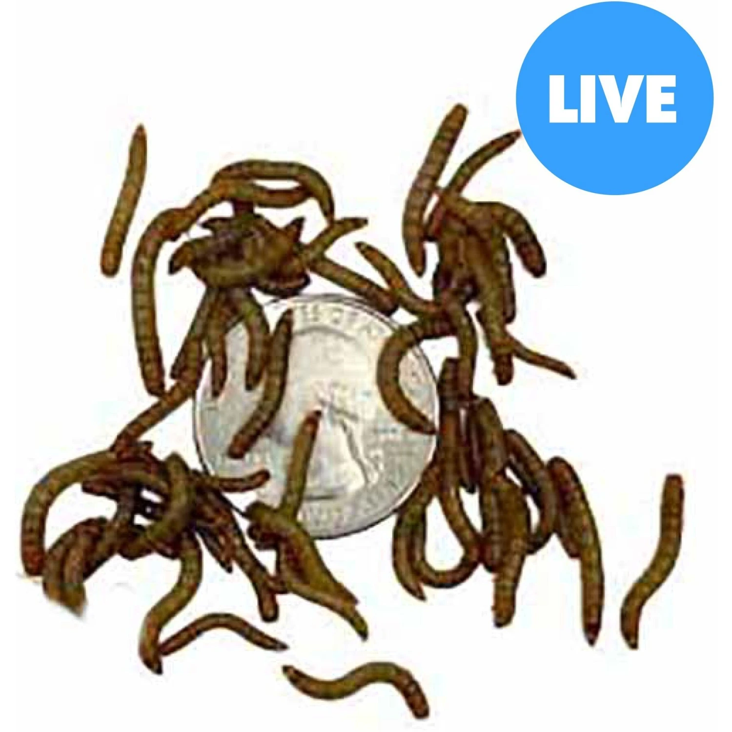 ABDragons Live Mealworms Reptile, Bird, Fish & Small Pet Food 3 ABDragons Live Mealworms Reptile, Bird, Fish & Small Pet Food