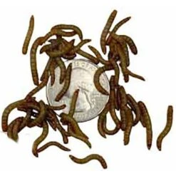 ABDragons Live Mealworms Reptile, Bird, Fish & Small Pet Food 9 ABDragons Live Mealworms Reptile, Bird, Fish & Small Pet Food -Pet Supplies Store 328418 PT8. AC SS1800 V1677263501