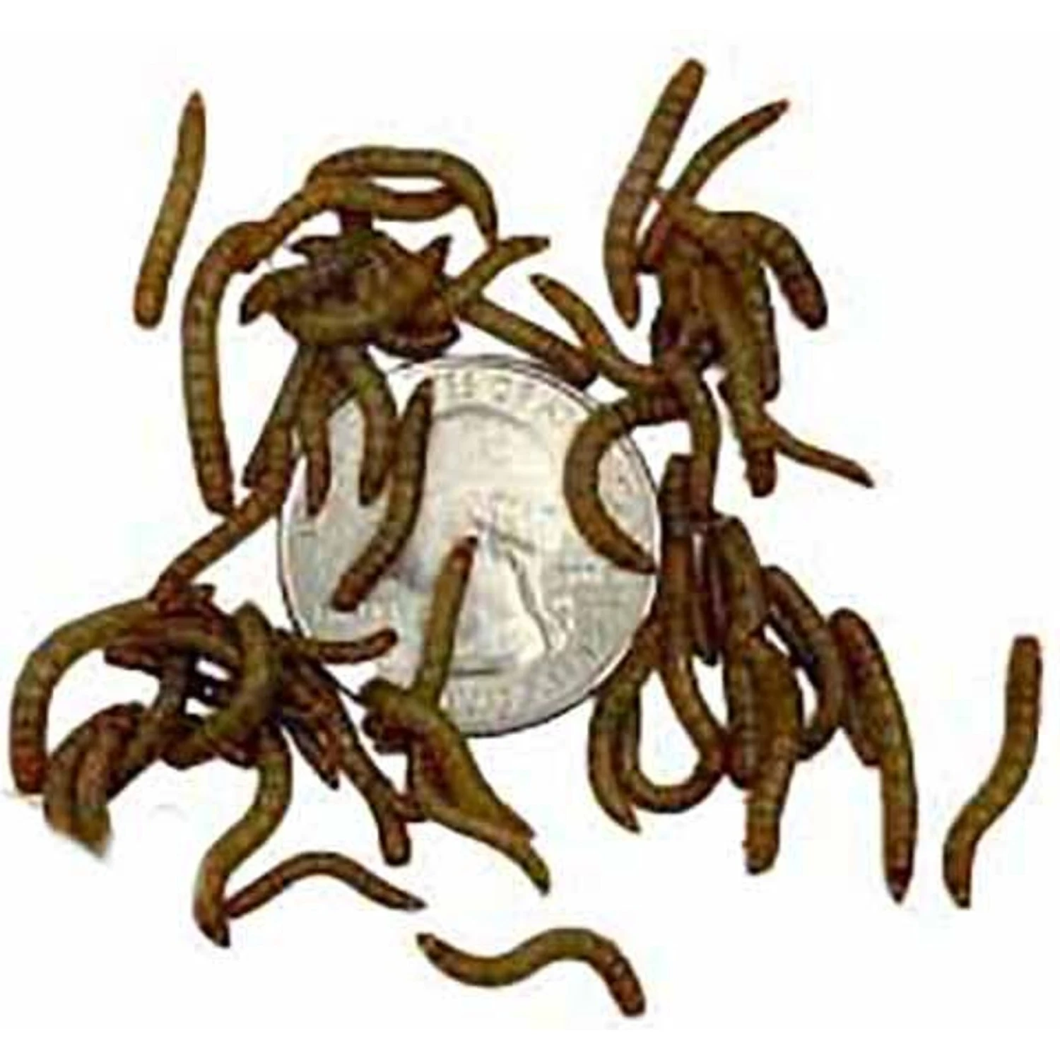 ABDragons Live Mealworms Reptile, Bird, Fish & Small Pet Food 6 ABDragons Live Mealworms Reptile, Bird, Fish & Small Pet Food - Image 4