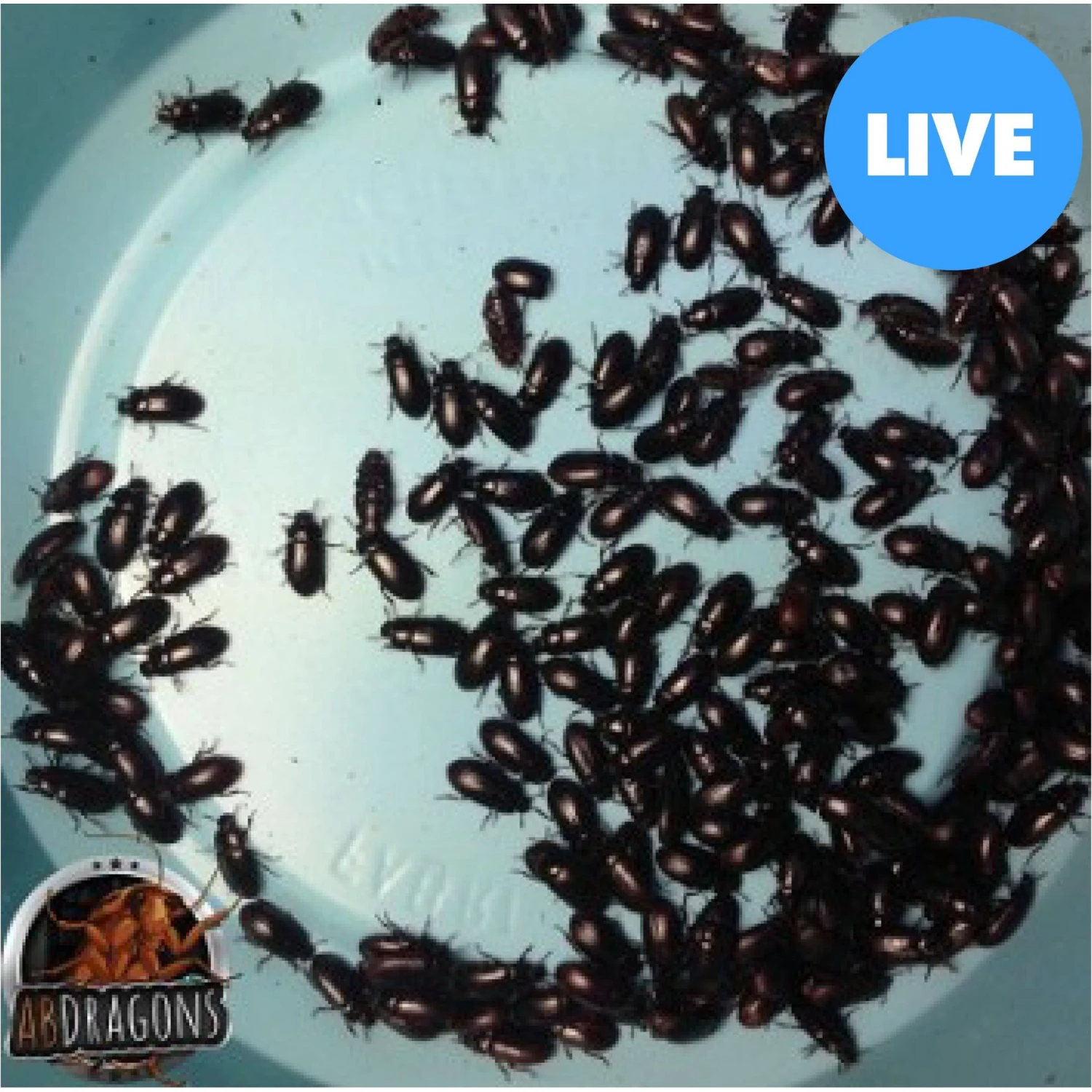 ABDragons Live Black Cleaner Beetles Small Pet & Reptile Food 3 ABDragons Live Black Cleaner Beetles Small Pet & Reptile Food