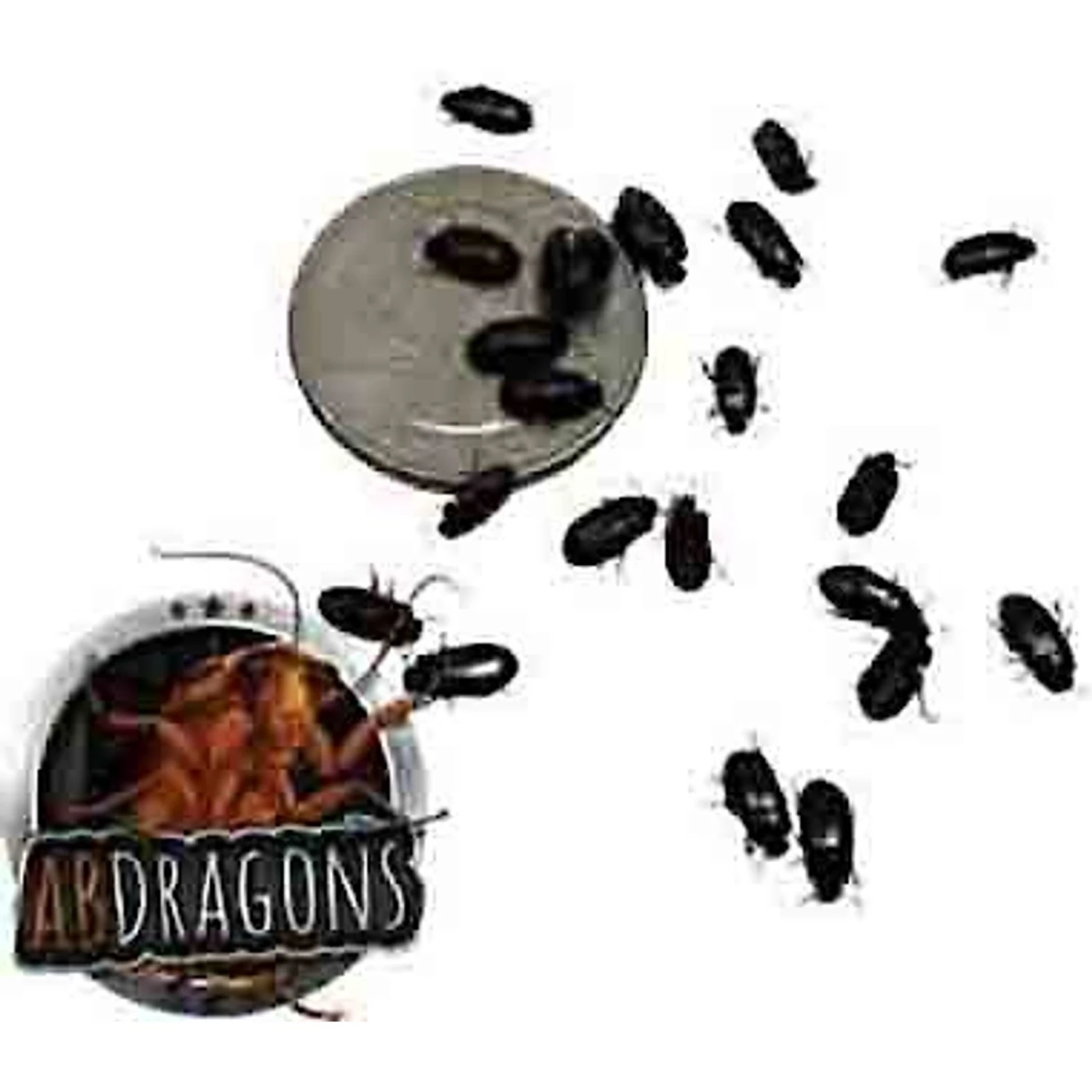 ABDragons Live Black Cleaner Beetles Small Pet & Reptile Food 4 ABDragons Live Black Cleaner Beetles Small Pet & Reptile Food - Image 2