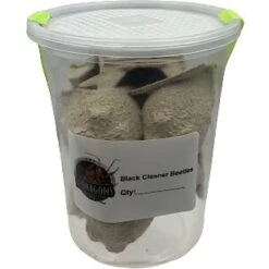 ABDragons Live Black Cleaner Beetles Small Pet & Reptile Food 10 ABDragons Live Black Cleaner Beetles Small Pet & Reptile Food -Pet Supplies Store 328441 PT3. AC SS1800 V1634773604