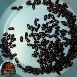 ABDragons Live Black Cleaner Beetles Small Pet & Reptile Food 11 ABDragons Live Black Cleaner Beetles Small Pet & Reptile Food -Pet Supplies Store 328441 PT8. AC SS1800 V1677264111