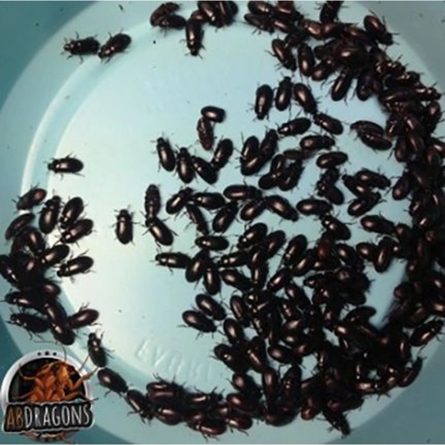 ABDragons Live Black Cleaner Beetles Small Pet & Reptile Food 7 ABDragons Live Black Cleaner Beetles Small Pet & Reptile Food - Image 5