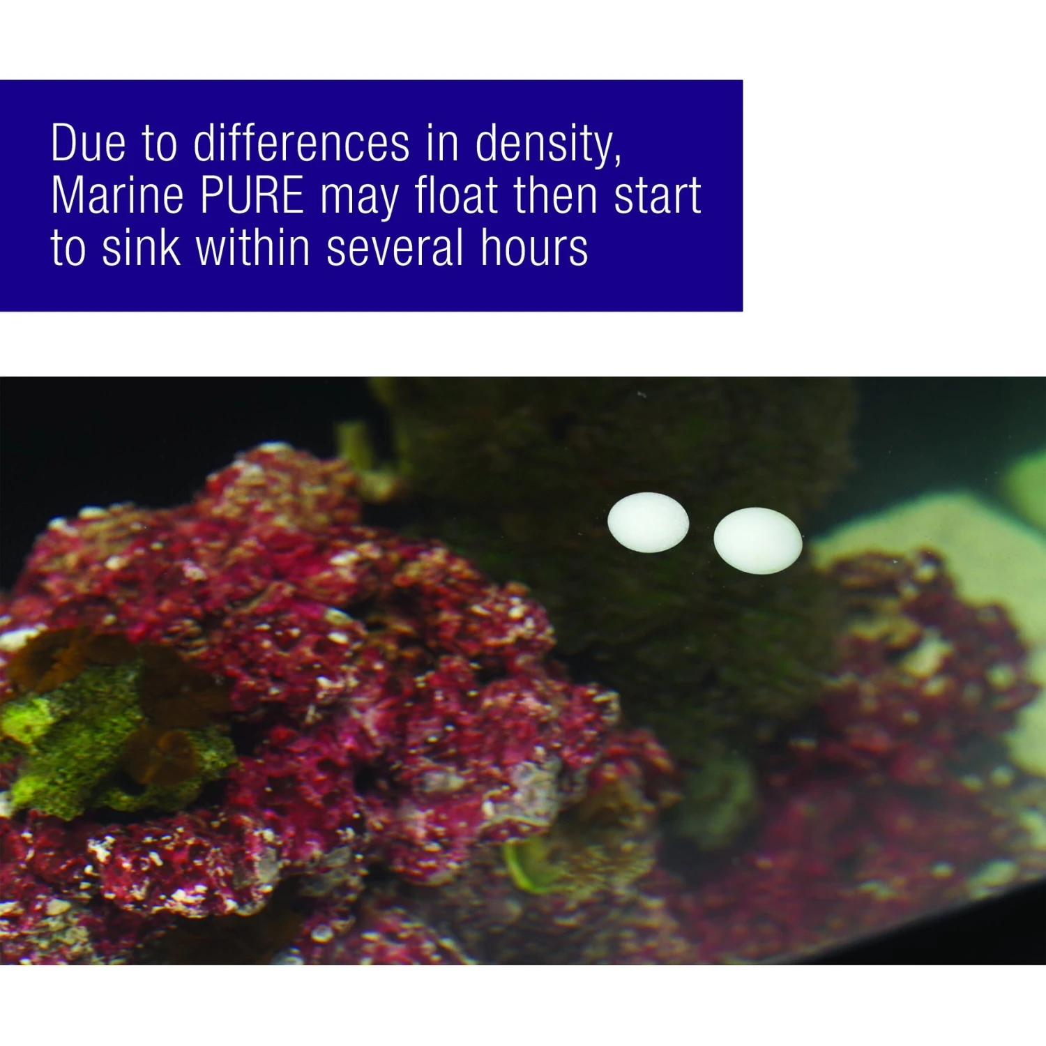 Coralife Marine PURE Water Care Bacteria Supplement, 4 Pack 8 Coralife Marine PURE Water Care Bacteria Supplement, 4 Pack - Image 6