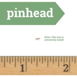 Ovipost Banded Adult Live Feed Crickets Reptile Food