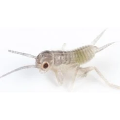 Ovipost Banded Adult Live Feed Crickets Reptile Food -Pet Supplies Store 367446 PT6. AC SS1800 V1662689666