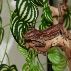 Frisco Artificial Watermelon Terrarium Vine -Pet Supplies Store 537502 PT5. AC SS1800 V1668902496